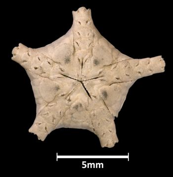 Media type: image;   Invertebrate Zoology OPH-531 Aspect: ventral